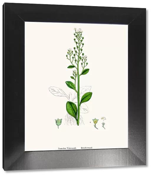 Brookweed. Photographic image of an original antique illustration by Sowerby