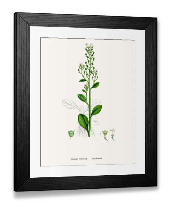 Framed Print : Brookweed. Photographic image of an original antique illustration by Sowerby Framed Print : Brookweed. Photographic image of an original antique illustration by Sowerby
