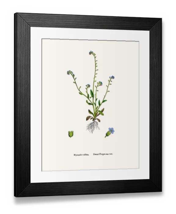 Framed Print : Forget me not flower Framed Print : Forget me not flower