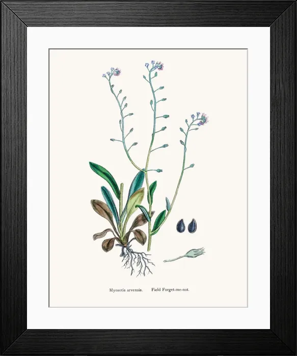 Framed Print : Forget me not flower Framed Print : Forget me not flower