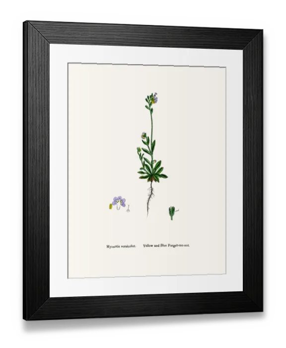 Framed Print : Forget me not flower Framed Print : Forget me not flower