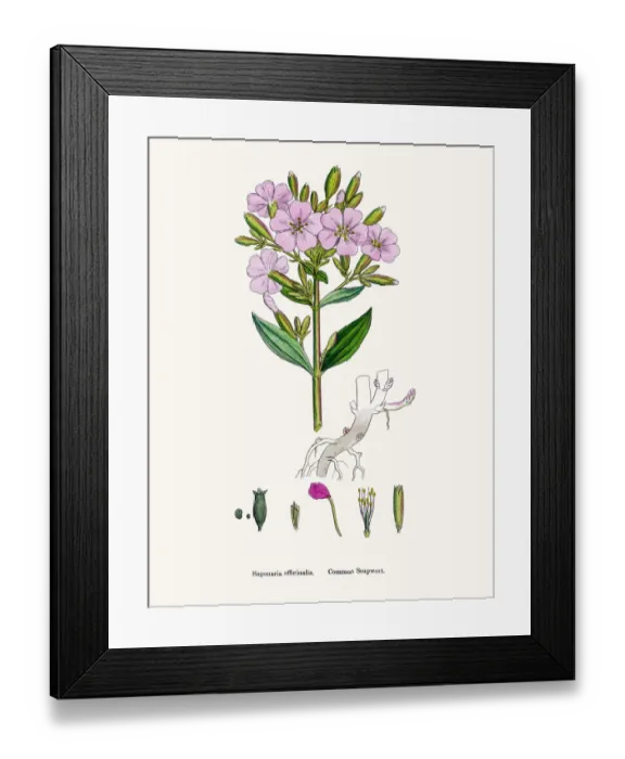 Framed Print : Soapwort medicinal plant containing saponin Framed Print : Soapwort medicinal plant containing saponin