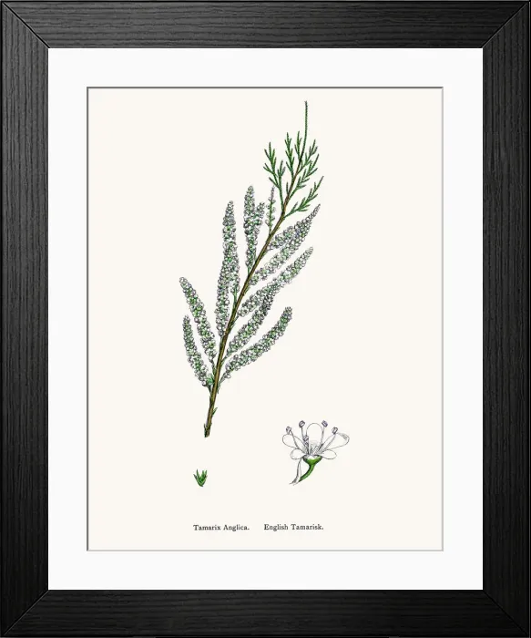 Framed Print : English Tamarisk Framed Print : English Tamarisk
