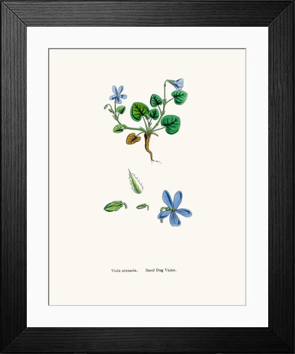 Framed Print : Sand Dog violet Framed Print : Sand Dog violet