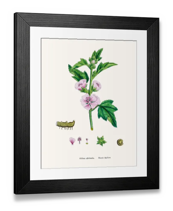 Framed Print : Marshmallow plant used to treat ulcer Framed Print : Marshmallow plant used to treat ulcer