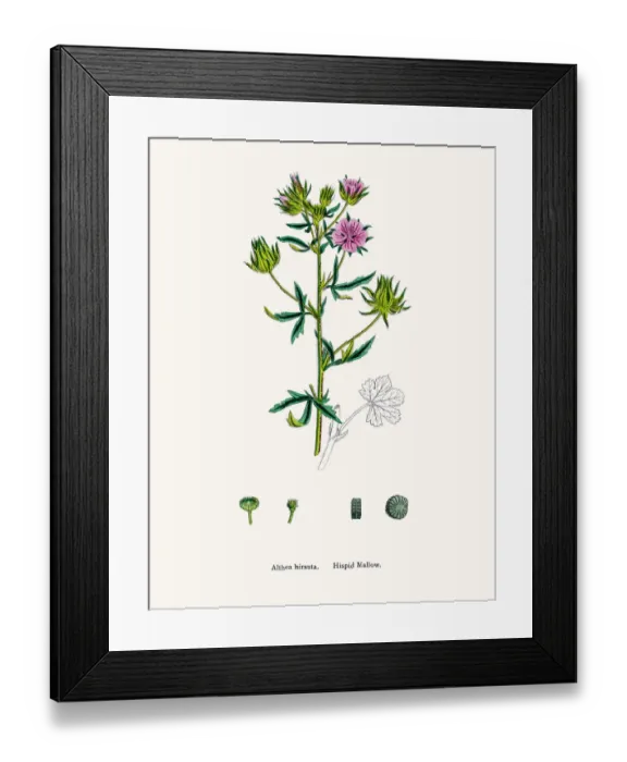 Framed Print : Hispid mallow plant used to treat ulcer Framed Print : Hispid mallow plant used to treat ulcer