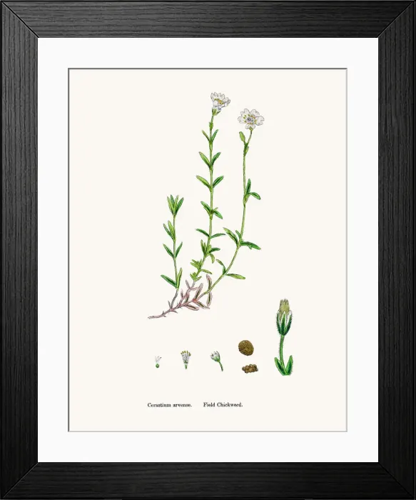 Framed Print : Chickweed plant Framed Print : Chickweed plant