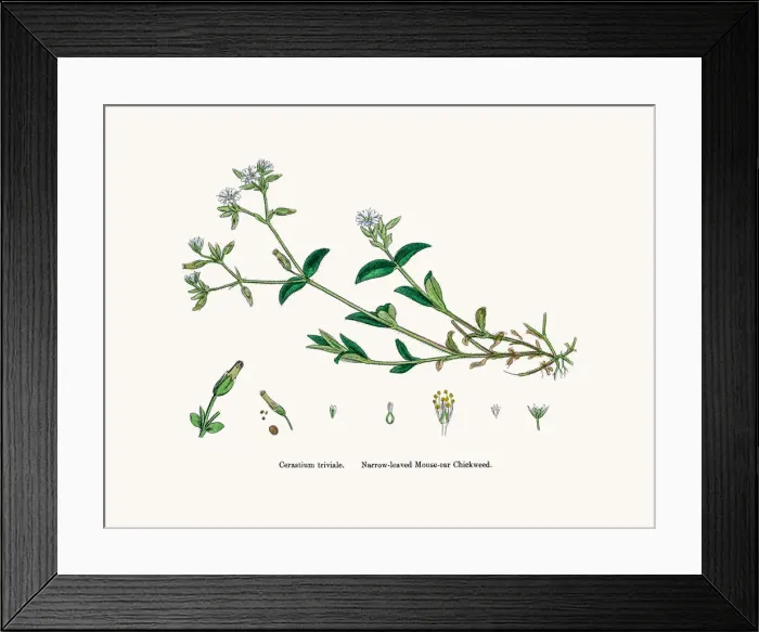Framed Print : Chickweed plant Framed Print : Chickweed plant