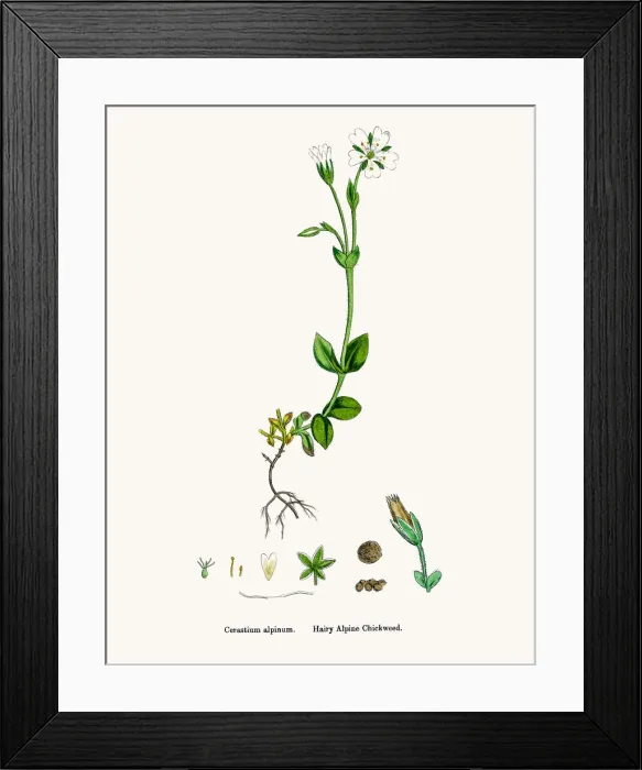 Framed Print : Chickweed plant Framed Print : Chickweed plant