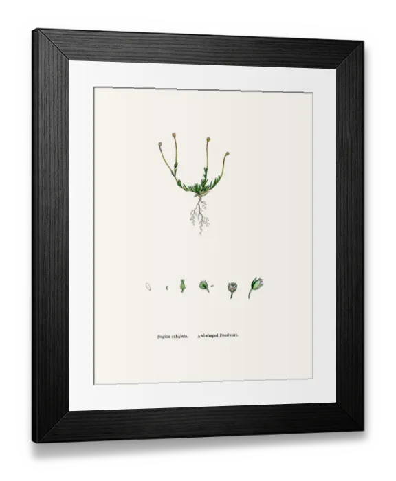 Framed Print : Pearlwort plant Framed Print : Pearlwort plant