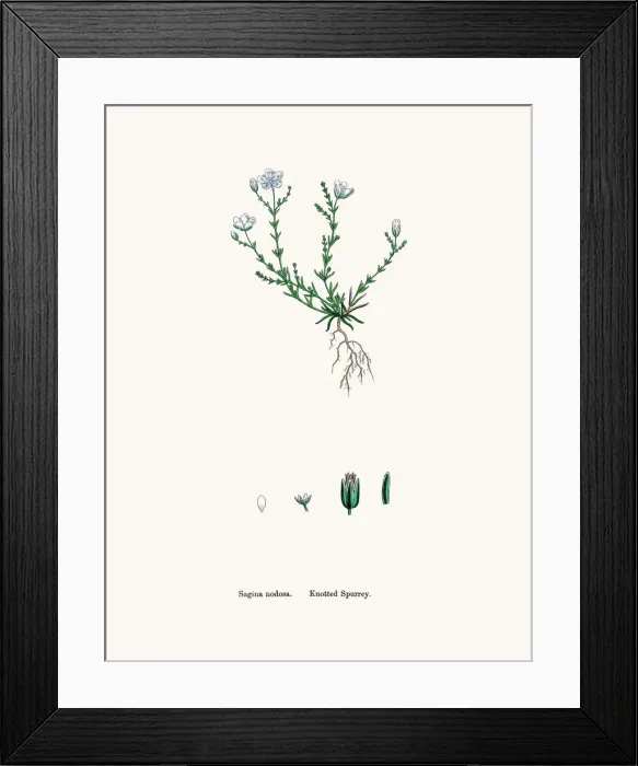 Framed Print : Pearlwort plant Framed Print : Pearlwort plant