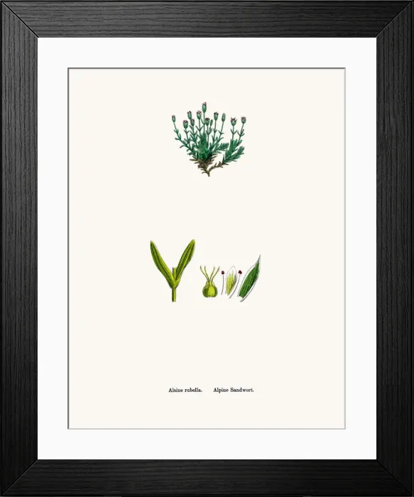 Framed Print : Sandwort plant