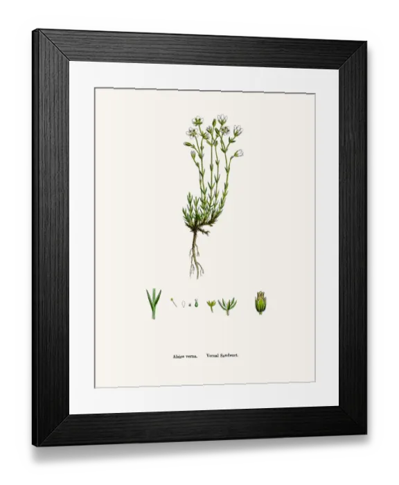 Framed Print : Sandwort plant