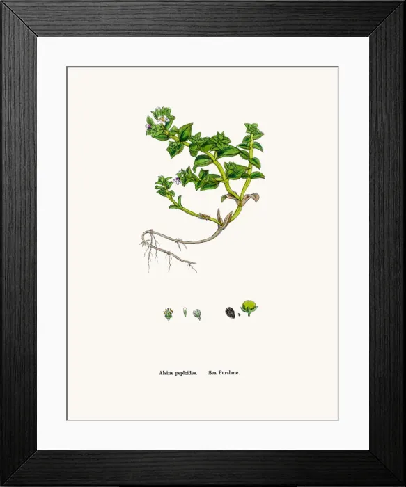 Framed Print : Sandwort plant