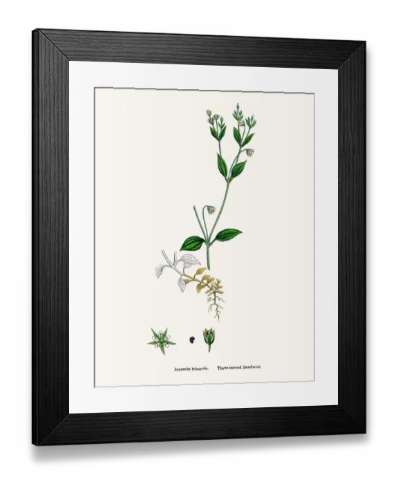 Framed Print : Sandwort plant Framed Print : Sandwort plant