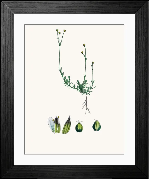 Framed Print : Sandwort plant Framed Print : Sandwort plant