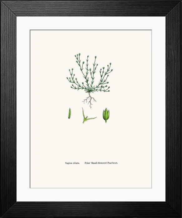 Framed Print : Pearlwort plant Framed Print : Pearlwort plant