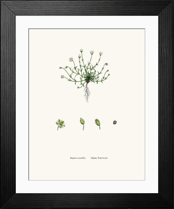 Framed Print : Pearlwort plant Framed Print : Pearlwort plant