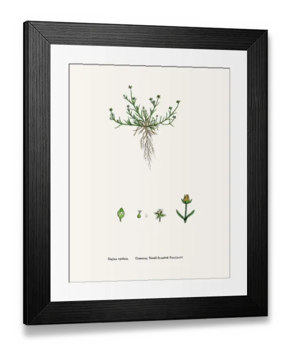 Framed Print : Pearlwort plant Framed Print : Pearlwort plant