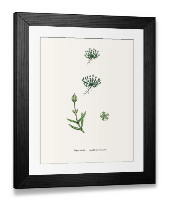 Framed Print : Pearlwort plant Framed Print : Pearlwort plant