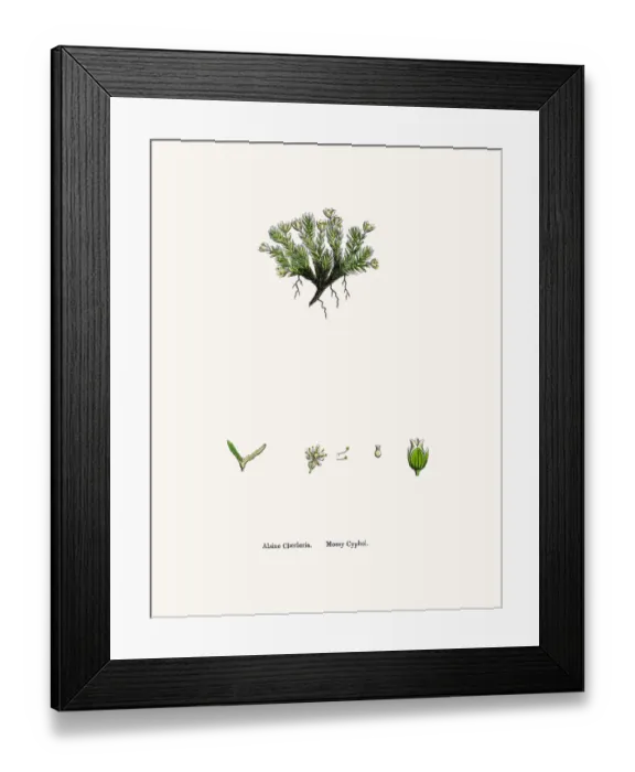 Framed Print : Sandwort plant Framed Print : Sandwort plant