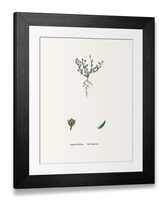 Framed Print : Pearlwort plant Framed Print : Pearlwort plant