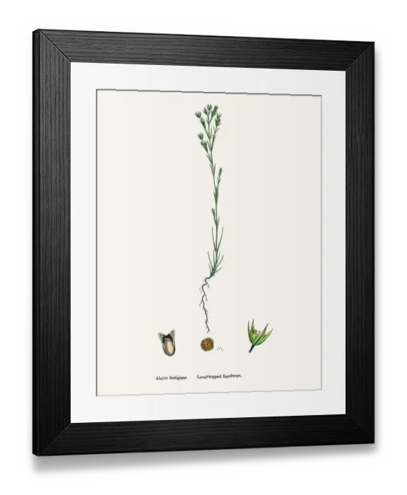 Framed Print : Sandwort plant Framed Print : Sandwort plant