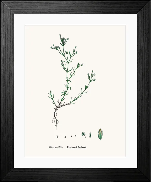 Framed Print : Sandwort plant