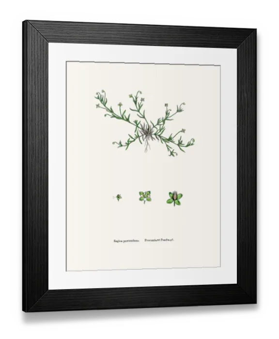 Framed Print : Pearlwort plant Framed Print : Pearlwort plant