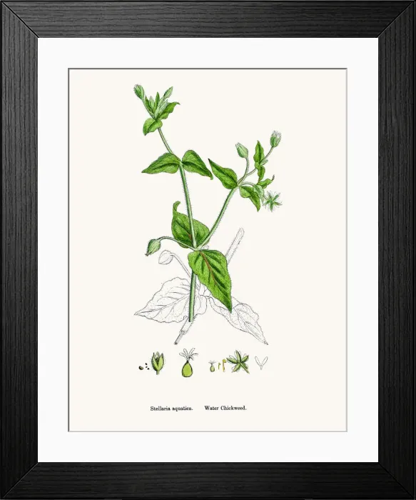 Framed Print : Chickweed plant Framed Print : Chickweed plant