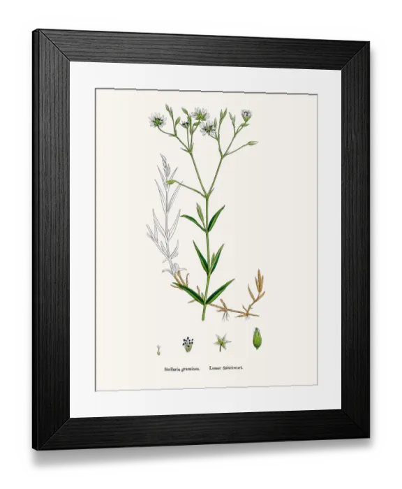 Framed Print : Stitchwort plant Framed Print : Stitchwort plant