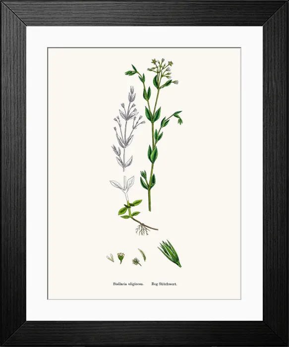 Framed Print : Stitchwort plant Framed Print : Stitchwort plant