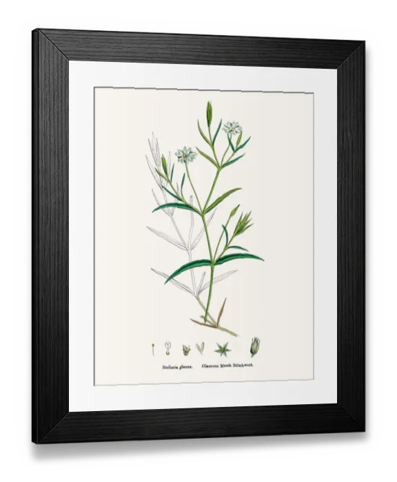Framed Print : Stitchwort plant Framed Print : Stitchwort plant