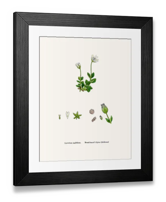 Framed Print : Chickweed plant Framed Print : Chickweed plant