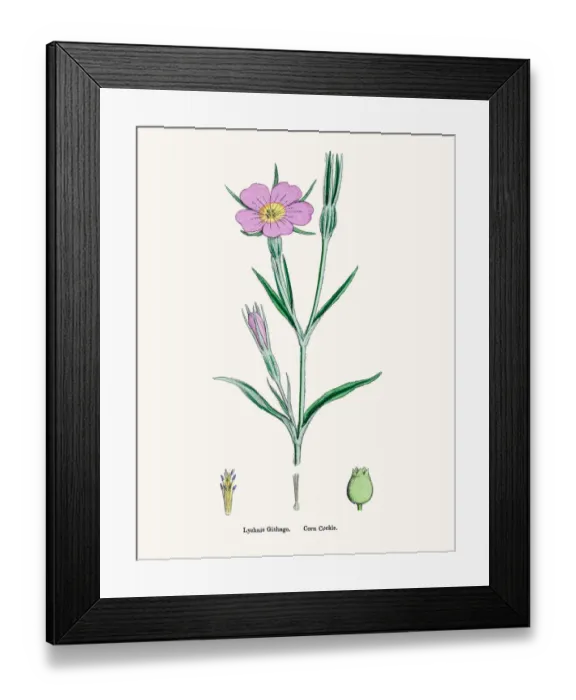 Framed Print : Corn Cockle Framed Print : Corn Cockle