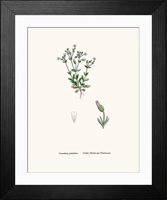 Framed Print : Chickweed plant Framed Print : Chickweed plant