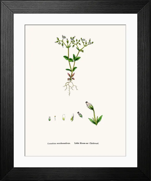 Framed Print : Chickweed plant Framed Print : Chickweed plant