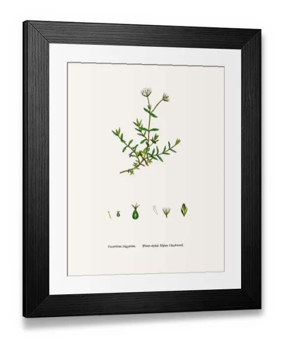 Framed Print : Chickweed plant Framed Print : Chickweed plant