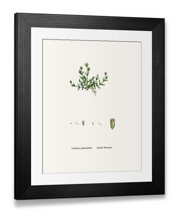 Framed Print : Moenchia plant Framed Print : Moenchia plant