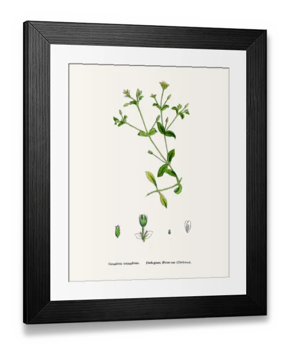 Framed Print : Chickweed plant