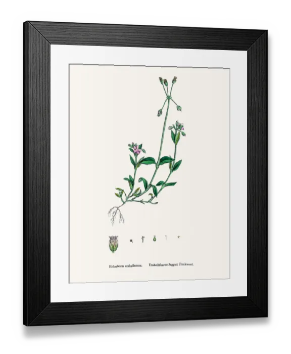 Framed Print : Chickweed plant Framed Print : Chickweed plant