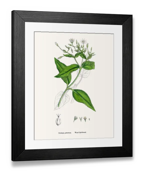 Framed Print : Chickweed plant Framed Print : Chickweed plant