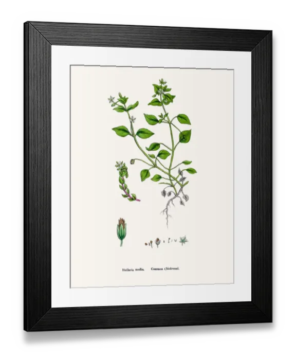 Framed Print : Chickweed plant