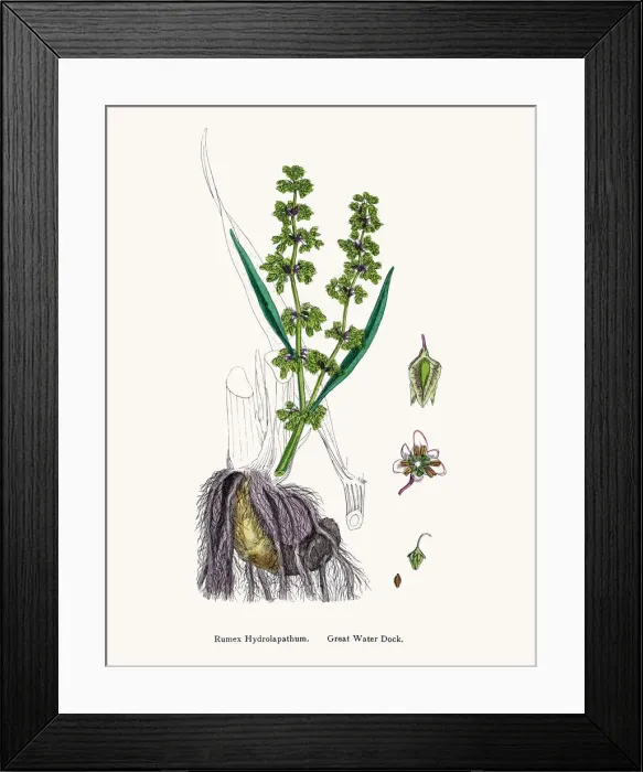 Framed Print : Water Dock source of vitamins and iron Framed Print : Water Dock source of vitamins and iron
