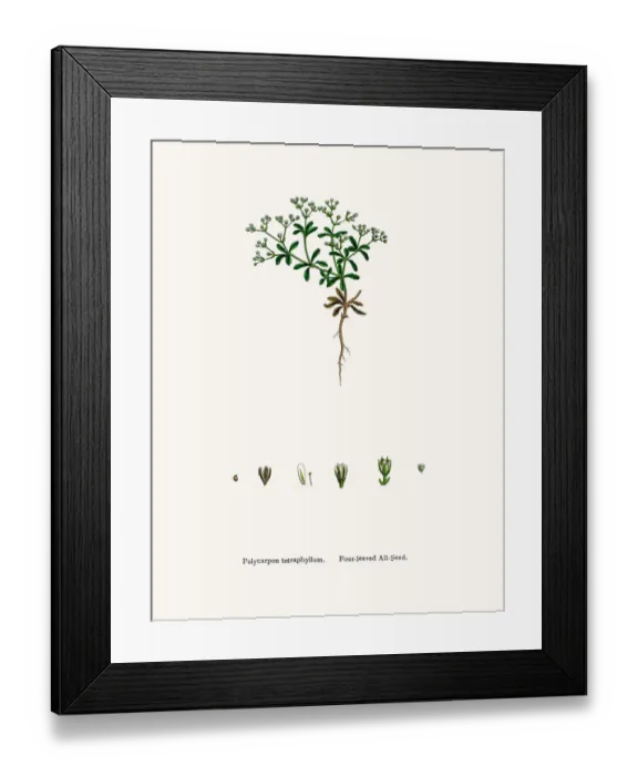 Framed Print : Manyseeds plant Framed Print : Manyseeds plant