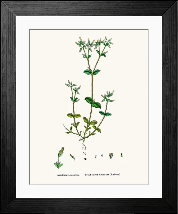Framed Print : Chickweed plant Framed Print : Chickweed plant