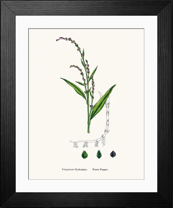 Framed Print : Water pepper Framed Print : Water pepper