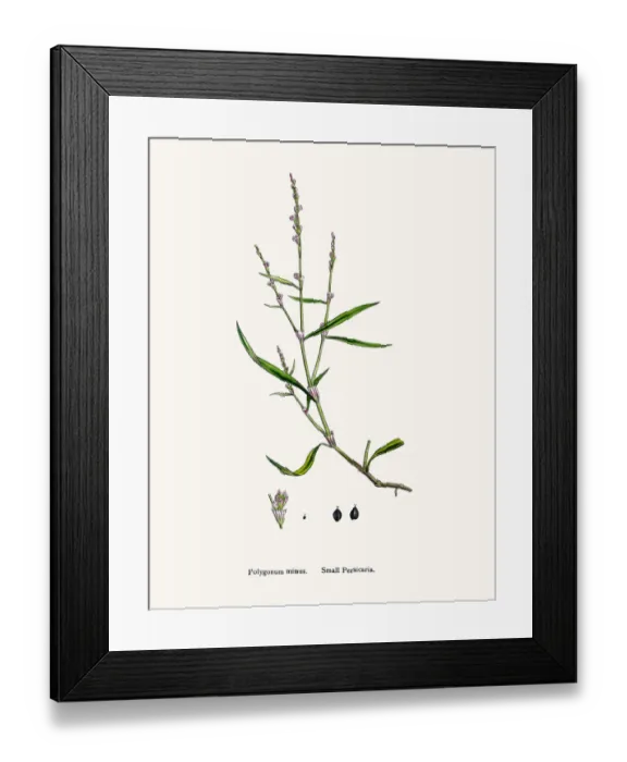 Framed Print : Persocaria plant Framed Print : Persocaria plant