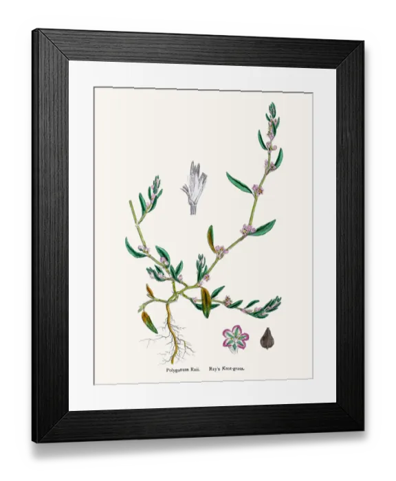 Framed Print : Knotgrass used to treat urinary infections Framed Print : Knotgrass used to treat urinary infections