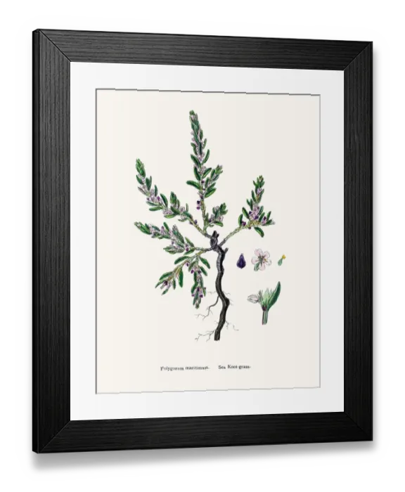 Framed Print : Knotgrass used to treat urinary infections Framed Print : Knotgrass used to treat urinary infections